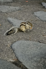 A Cute Squirrel enjoying the Beautiful Nature 