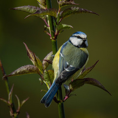 Obraz premium blue tit on branch