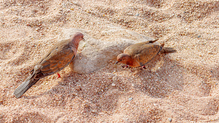 Two beautifully colored laughing dove looking for food in the sea sand.