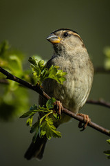 Female house sparrow