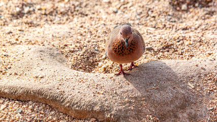 A laughing dove with orange motley breasts strides forward along the coarse sea sand.