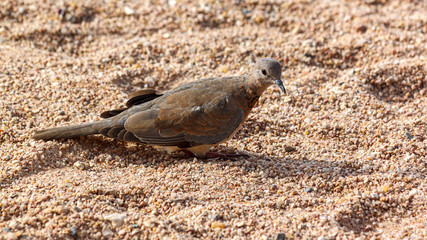 An elegant grey-brown laughing dove sits on the coarse sand of the seashore.