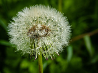Dandelion Clock