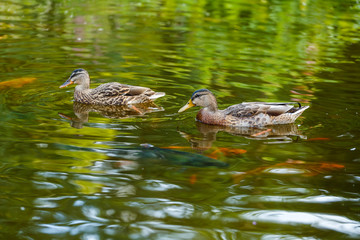 Two ducks swim on the green surface of the pond. Several red fish swim in the depths.