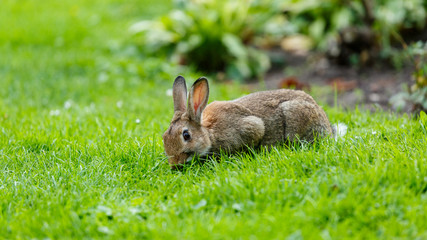 A grey-brown rabbit eats the grass in a meadow.