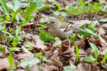Titmouse seeks some food among fallen and green leaves.