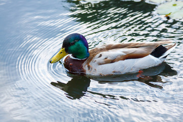 Multi-colored mallard swim in the water.