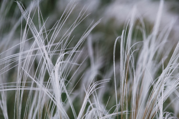 close up of grass