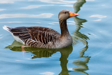 Goose with brown plumage swims in the water.