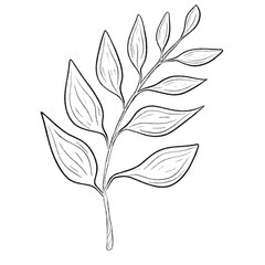 Beautiful monochrome line floral illustration on white background. Hand-drawn leaf. Design greeting card and invitation of holiday. Line art raster illustration.