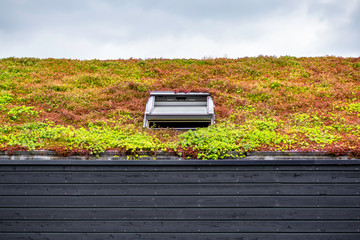 Building with a green roof completely covered with vegetation. Extensive green sustainable sedum roof with succulent plants. Roof greening with succulents. Skylight in the middle of the roof