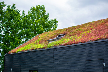 Building with a green roof completely covered with vegetation. Extensive green sustainable sedum roof with succulent plants. Roof greening with succulents. Skylight in the middle of the roof