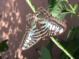 Obraz na płótnie Canvas High Angle View Of Butterfly On Plant