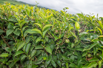 Walk on the Azores archipelago. Discovery of the island of Sao Miguel, Azores.