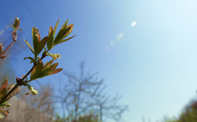 Bush, a gooseberry Bush in the garden. Sunny weather. Close-up of the kidneys.