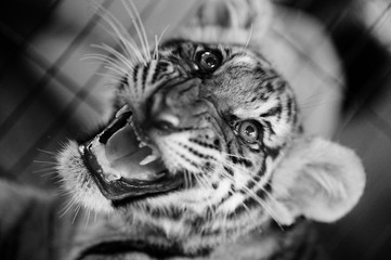 Baby tiger roaring - Chiang Mai - Thailand