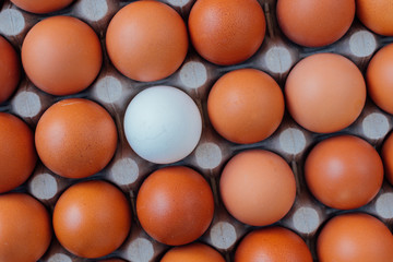 Egg tray top view with a rows of brown color eggs and one different white color egg in the center. Personal individuality or leadership concept image.