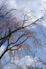 桜、サクラ、sakura・枝垂桜と青空