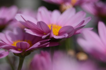 Fototapeta na wymiar Close-up Of Flowers Blooming Outdoors