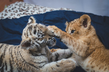 Photo of a game of a lion cub and a tiger cub where a lion's paw on the face of a tiger
