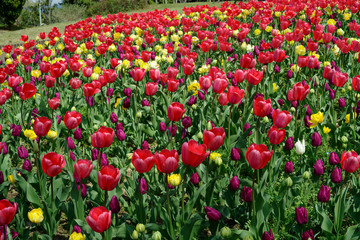 チューリップ畑