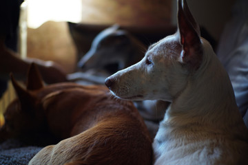 Hunde auf der Couch