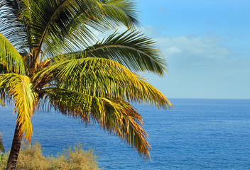 Palm tree on a tropical island 