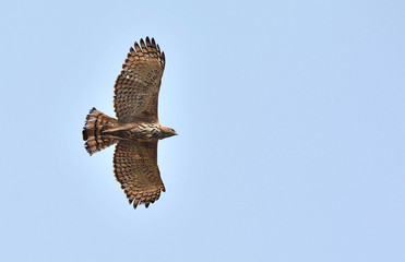 Changeable hawk-eagle flying over head