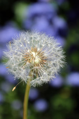 Fluffy dandelion seed head