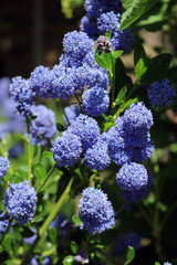 Ceanothus thyrsiflorus or blue blossom ceanothus