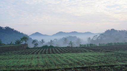 Fototapeta na wymiar vineyard in the foggy morning
