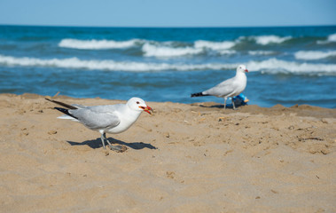 Seagulls on the beach of Mediterranean sea