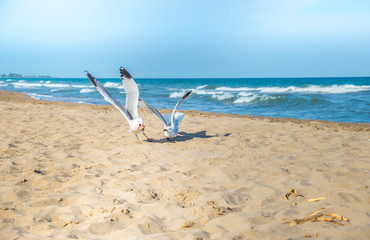 Fototapeta na wymiar Seagulls on the beach of Mediterranean sea