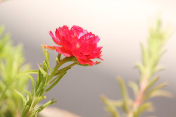 red moss rose summer flower background