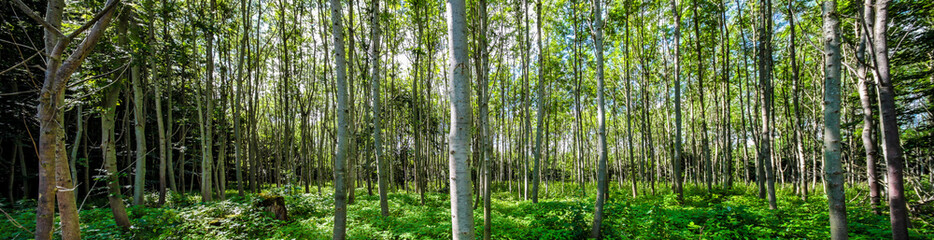 Panorama Laubwald im Sommer