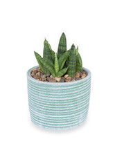 Sansevieria patens or Snake plant in Ceramic potted at home