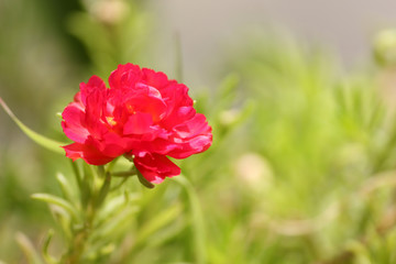 Obraz premium red moss rose summer flower background