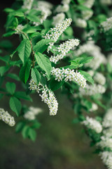 Branch of blossoming bird-cherry tree in a spring garden.