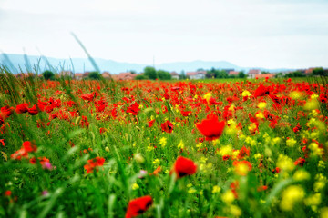 Field of poppies