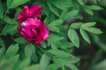 Beautiful dark pink peony in the spring garden after the rain.