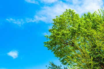 Green tree under the bright sunlight with blue sky on the background