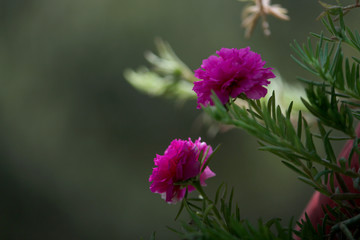 moss rose summer blooming flower background