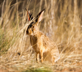 Cape Scrub Hare South 
Africa