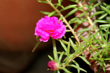 moss rose summer blooming flower background