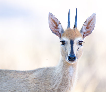 Duiker, South Africa