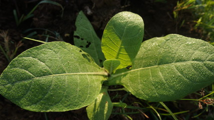 green tobacco leaves in the garden