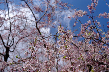 枝垂桜と青空