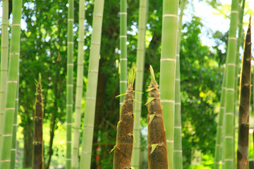 竹林  竹林風景　竹林景色　新緑の竹林