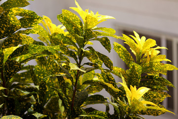 Obraz premium yellow Croton plant in summer background