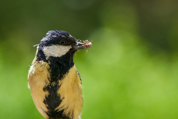 Great Tit with Bug in Mouth